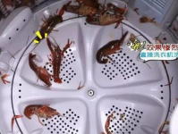 小姐姐钻进洗衣机洗衣服,小姐姐的另类洗衣体验