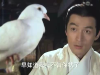 鸽子小姐姐林小姐小说,鸽子小姐姐的奇幻冒险之旅