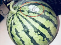 锡盟网红吃瓜,揭秘草原美食背后的故事
